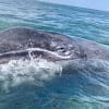 Getting up close with gray whales in Baja California Peninsula