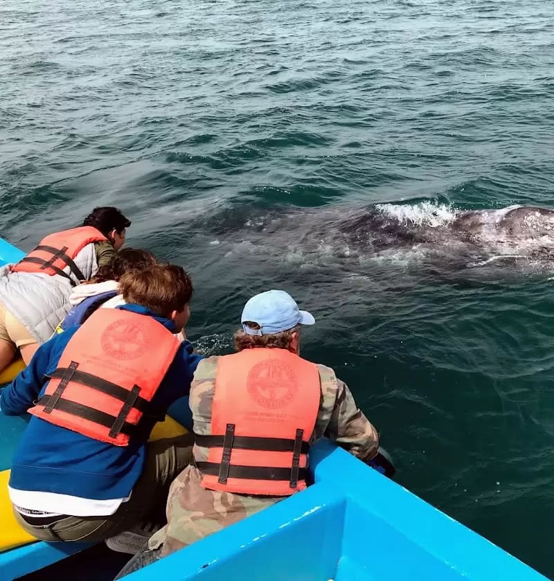 reaching out to pet a whale