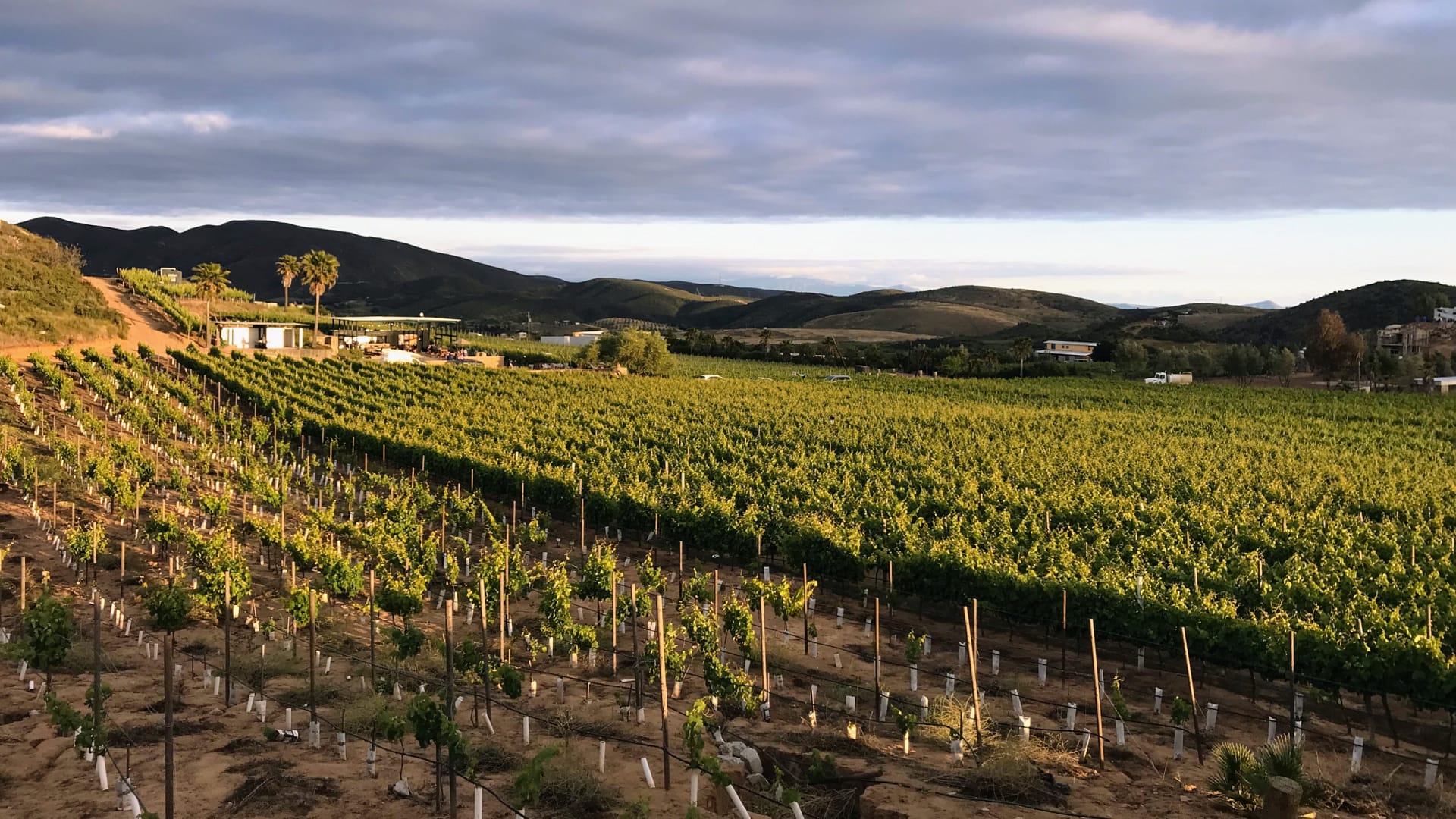 Private Ensenada tours and Valle de Guadalupe wine tours at boutique vineyards in Mexico.